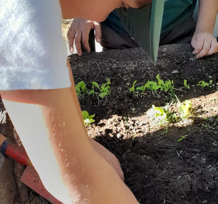 Trasplante de horticolas de invierno en la huerta de 3er grado